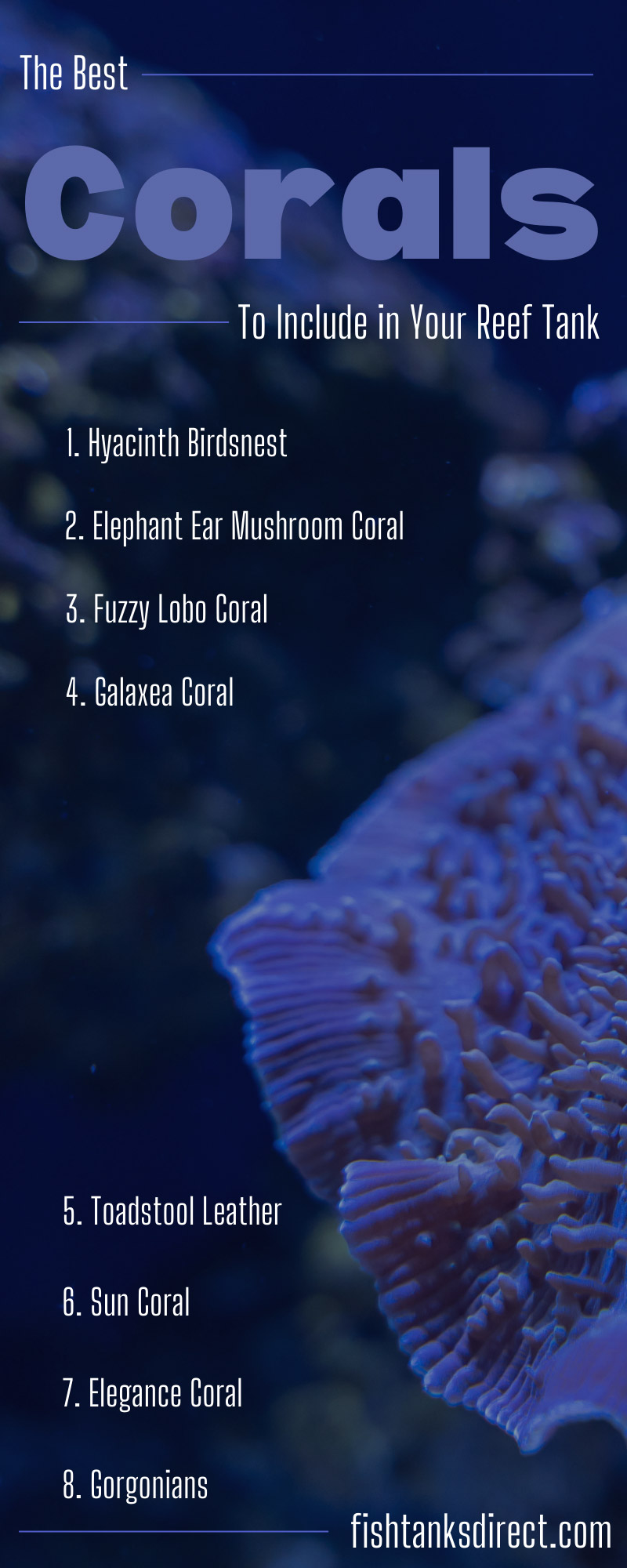 The Best Corals To Include in Your Reef Tank