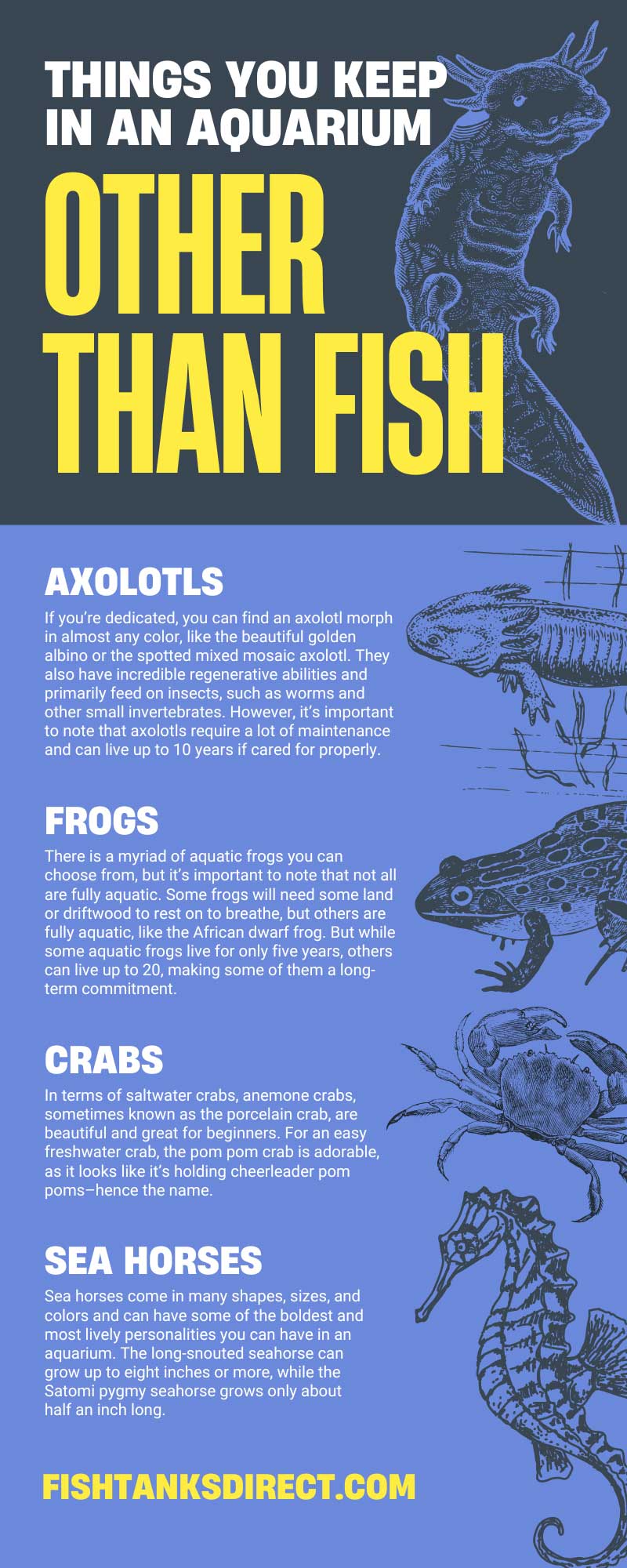 Things You Keep in an Aquarium Other Than Fish